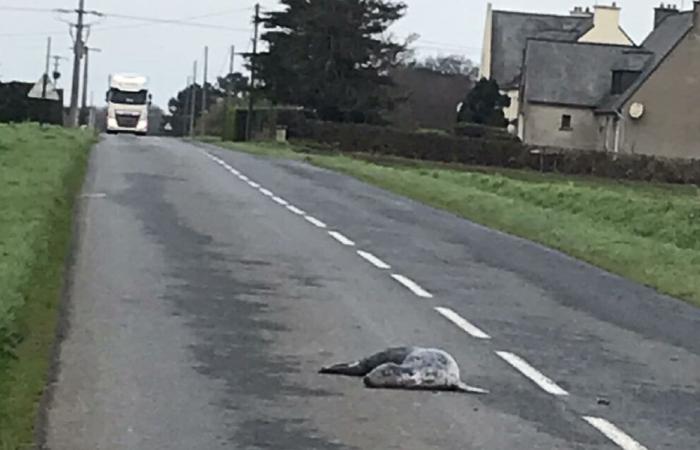 “Non è arrivato lì da solo”: un sigillo morto trovato sulla strada vicino a Paimpol