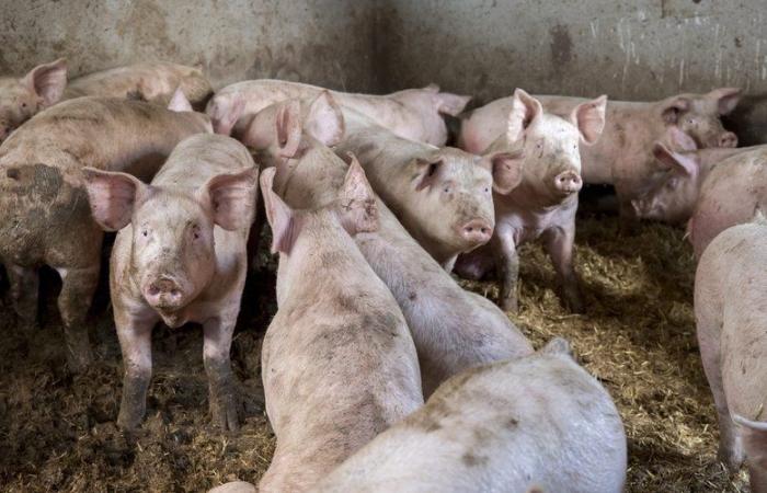 L'adolescente lo sorprende a dare fuoco al porcile: lui la mette fuori combattimento e la lascia mangiare dai maiali