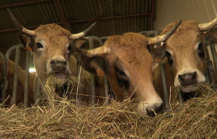 di fronte al Mercosur, la Lozère vuole scommettere sulla qualità della sua agricoltura