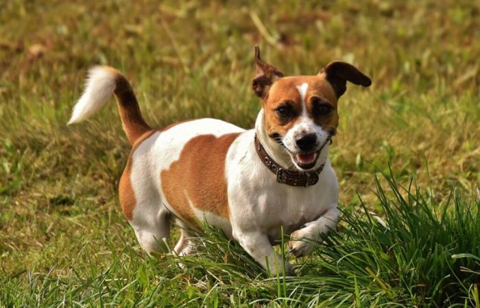 una famiglia di Bédoin ritrova il proprio cane sette mesi dopo la sua scomparsa