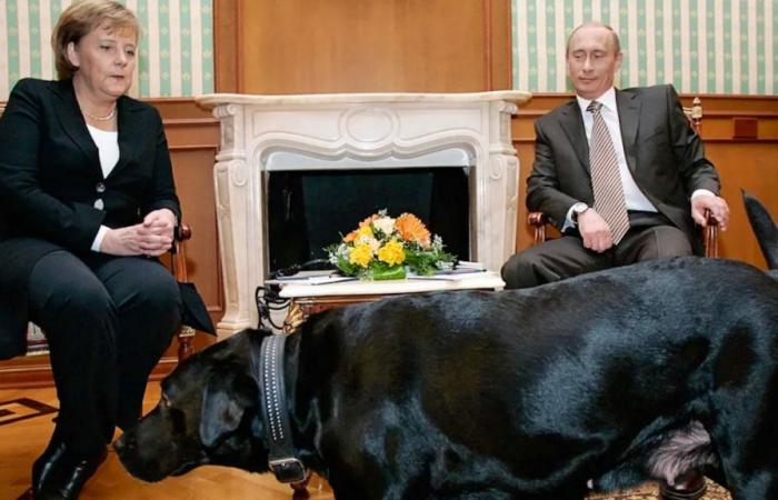 Incidente con il cane: Putin alla Merkel: “Scusate, non volevo causarvi dolore”