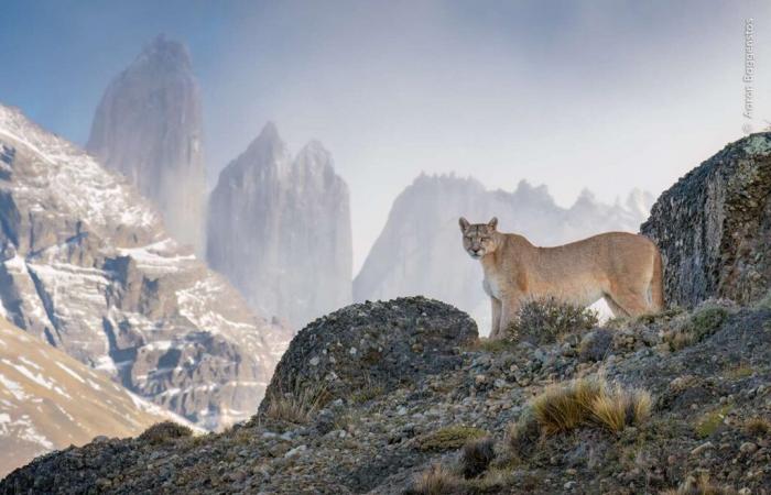 Queste 10 foto scelte dal pubblico sconvolgeranno la tua percezione del mondo selvaggio