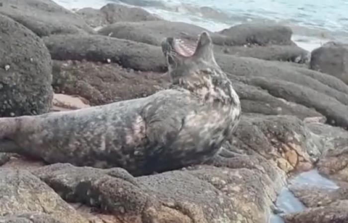 Un sigillo morto trovato sulla strada a Côtes d'Armor