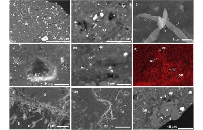 C’è vita inaspettata in questo pezzo di asteroide