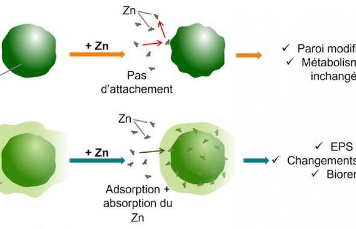 Paraclorella kessleri, una microalga che mangia metalli pesanti