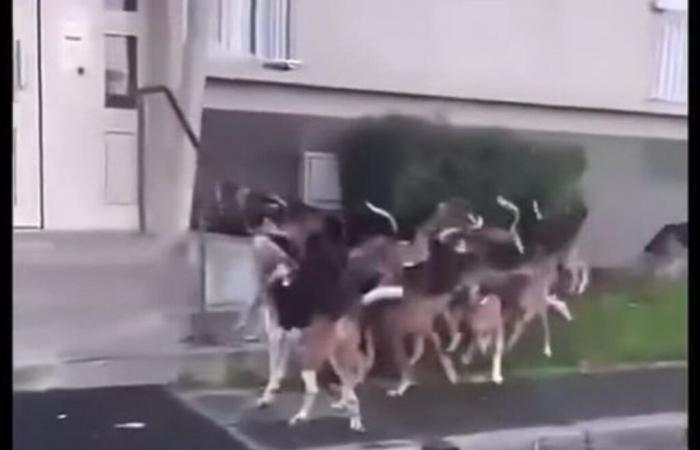 VIDEO. Incidente di caccia in questa cittadina dell'Oise, il sindaco presenterà denuncia