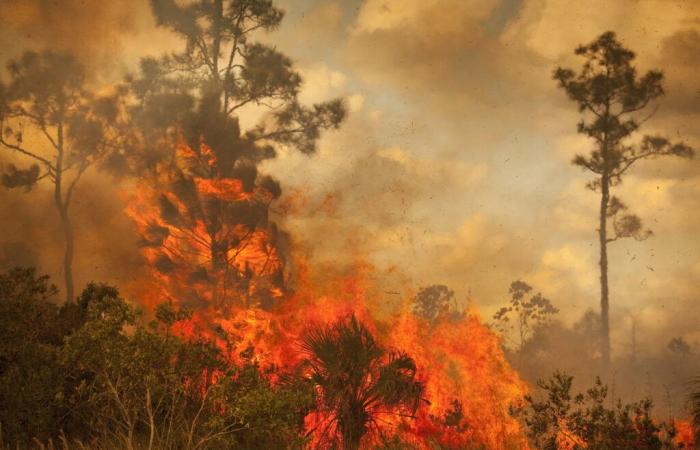 Malattie respiratorie, arresti cardiaci… L’inquinamento atmosferico dovuto agli incendi provoca 1,5 milioni di morti all’anno