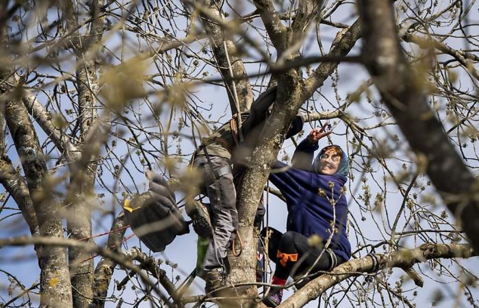 ZAD du Mormont: l’attivista appollaiato su un albero respinto