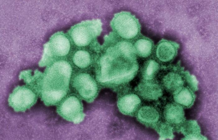 Domande ancora senza risposta sull’influenza aviaria negli esseri umani