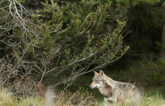 Sulle orme del lupo a Puy-de-Dôme | Agricoltura Massiccio centrale