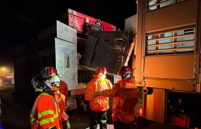 Un camion pieno di maiali si ribalta nel Morbihan, immagini impressionanti