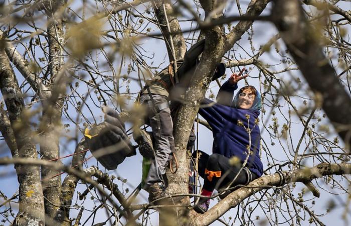 Mormont (VD): licenziato l'attivista appollaiato su un albero