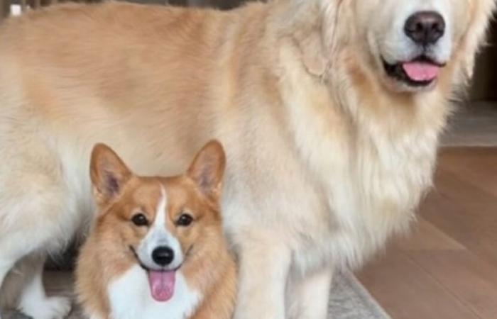 Una Corgi prende molto sul serio il suo ruolo di sorella maggiore iperprotettiva nei confronti del “suo” Golden Retriever (video)