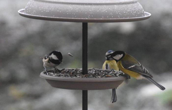 Suggerimenti per aiutare gli uccelli quest'inverno!