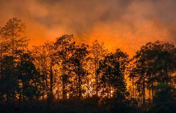 Castilla y León, valutazione della campagna incendi boschivi 2024