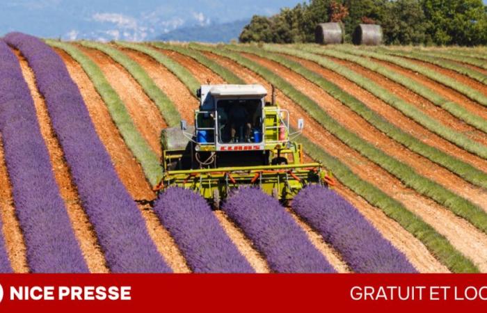 in Provenza-Alpi-Costa Azzurra, la Regione Sud annuncia il mantenimento degli aiuti locali, nonostante i tagli del governo