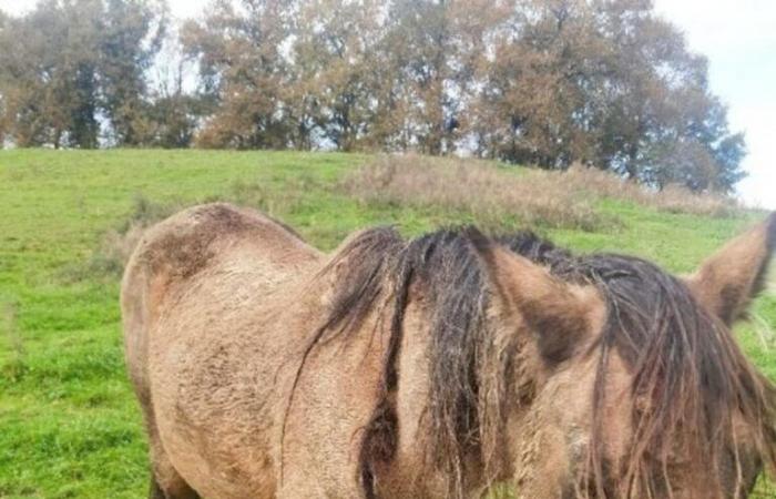 un cavallo morto, una mandria abbandonata scomparsa… un veterinario lancia l'allarme a Ozenx-Montestrucq