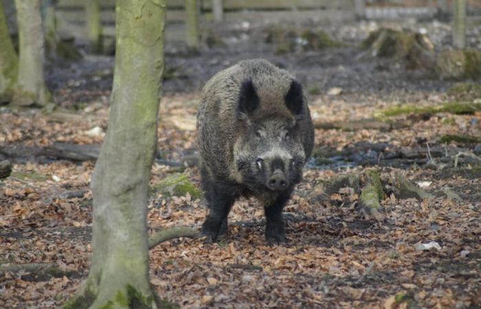 la rabbia di questi contadini contro i cinghiali