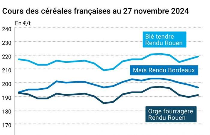 COTidienne | Cereali – I prezzi del grano e del mais su Euronext continuano a scendere, a causa della forte concorrenza internazionale