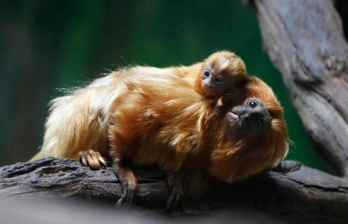 tre scimmie dorate arrivano in Francia dalla Cina