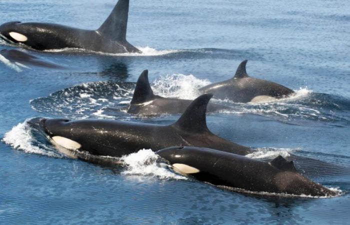 Le orche portano il pelo con i salmoni morti e speriamo di scoprire presto il perché