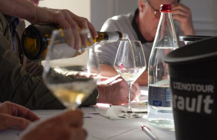 Hérault. I vitigni storici di ieri per i vini di domani