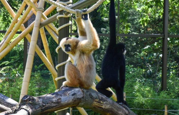 Sabato una manifestazione per la chiusura dello zoo di Lione