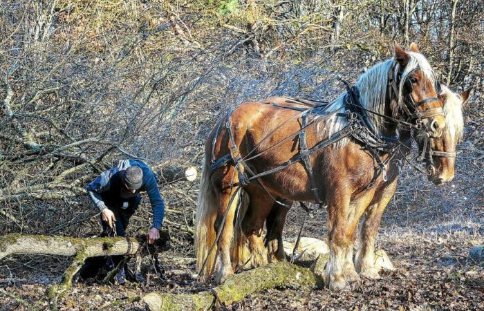 Nelle foreste della Nièvre, i cavalli talvolta sostituiscono le macchine