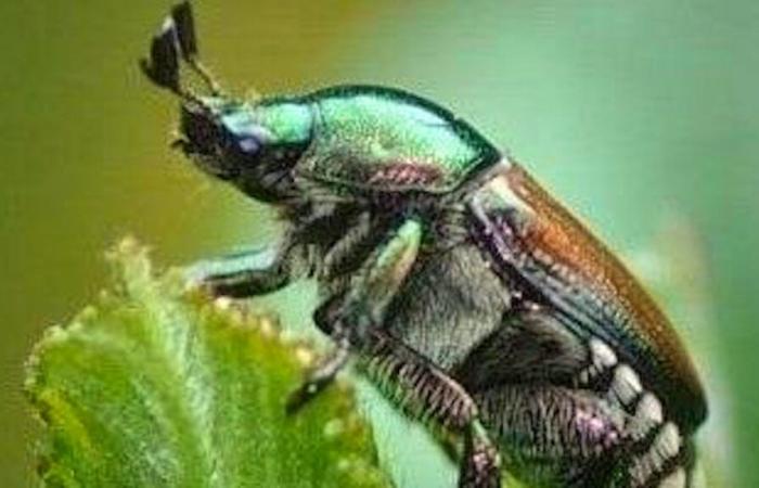 Invasione dello scarabeo giapponese nel Vallese