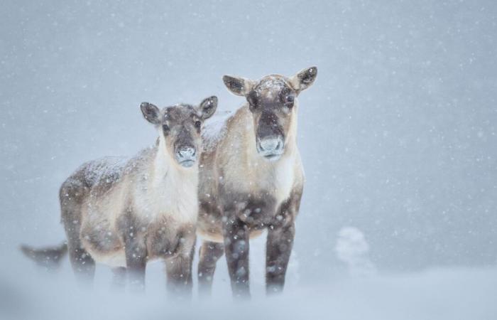 20 progetti di aree protette respinti dal MRC dell’Alta Gaspésie