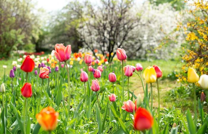 Pianta i tuoi bulbi in giardino prima che sia troppo tardi!