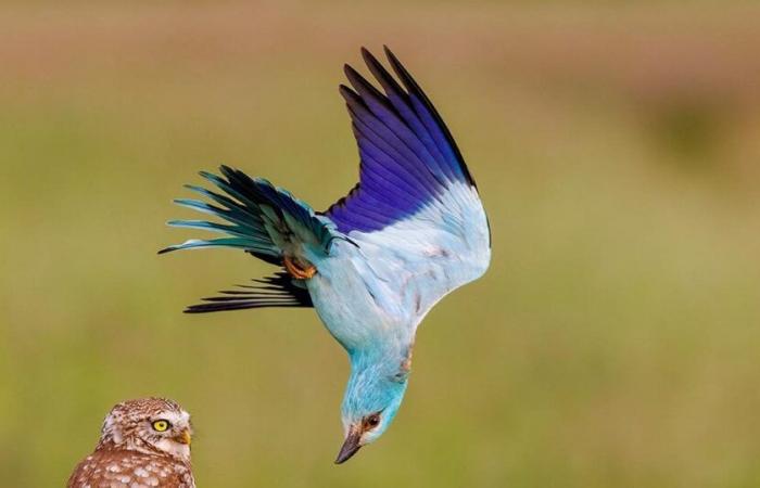 Raganella dagli occhi dorati, tasso errante… 25 sontuose foto di animali selvatici