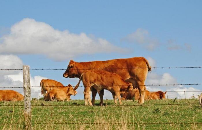 La mucca Oupette sarà il volto della prossima fiera agricola