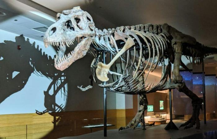 Analizzare il vomito dei dinosauri per comprendere la loro conquista del mondo