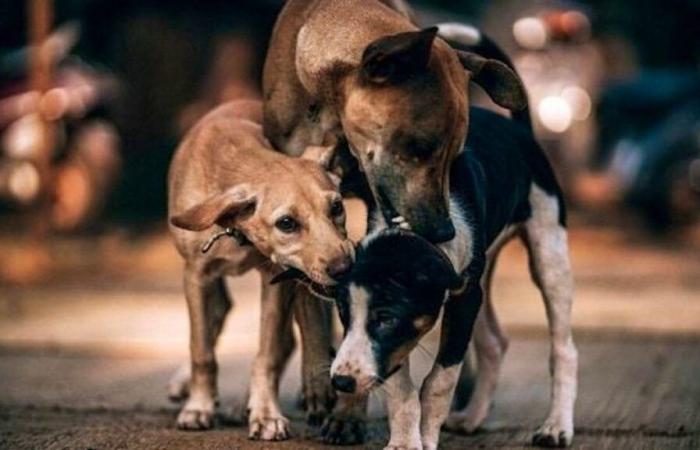 In Lussemburgo: un adolescente è stato aggredito da cani randagi à la Kinnekswiss