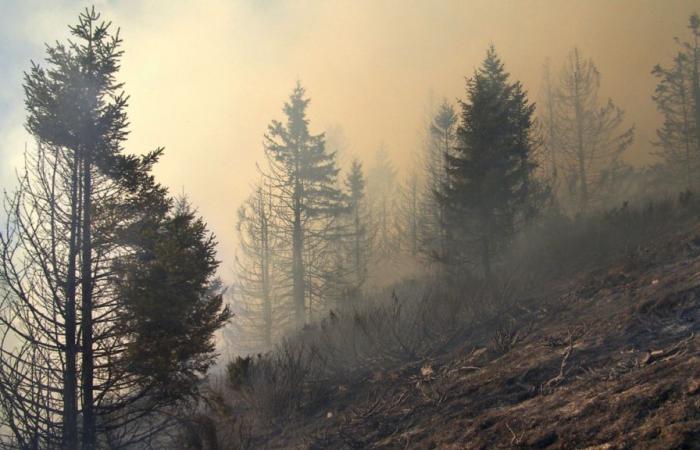 Gli incendi boschivi sono responsabili della morte di 1,53 milioni di persone in tutto il mondo, alcuni paesi particolarmente colpiti