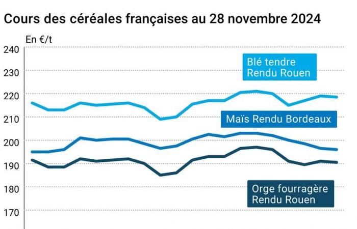 COTidienne | Cereali – Poca variazione nei prezzi dei cereali, a causa della chiusura del CBOT per il Ringraziamento