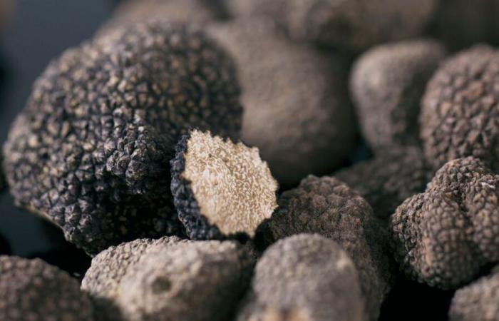 Terre de Truffes: preservare e valorizzare l'oro nero del Périgord