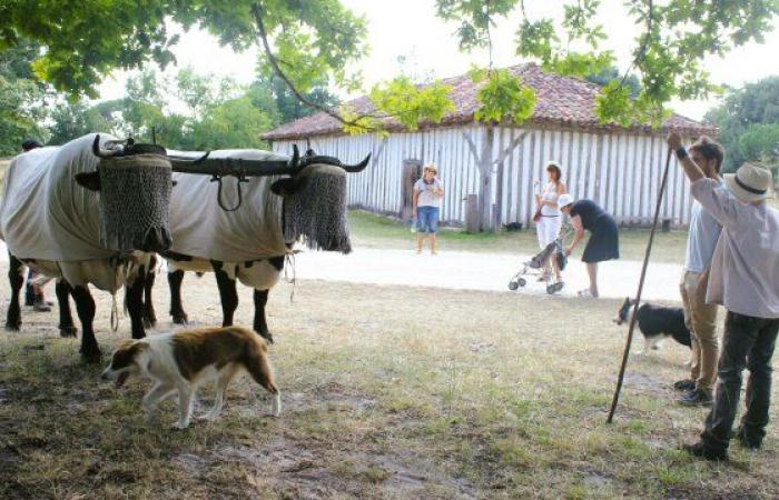 Reclutamento presso l'ecomuseo Marquèze – Le Petit Journal