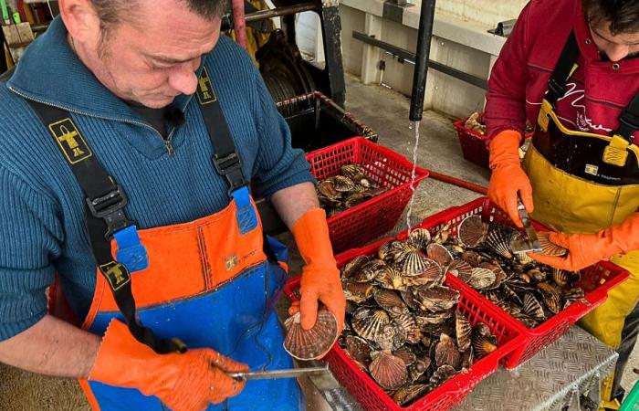 La capesante è in pericolo in Vandea?