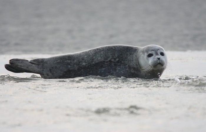 Una foca trovata morta in mezzo a una strada, a più di due chilometri dalla spiaggia