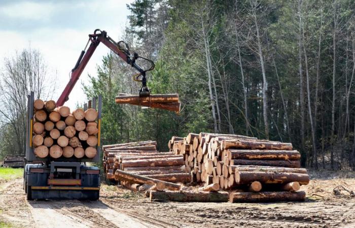 il furto di querce secolari provoca desolazione e rabbia tra i proprietari forestali