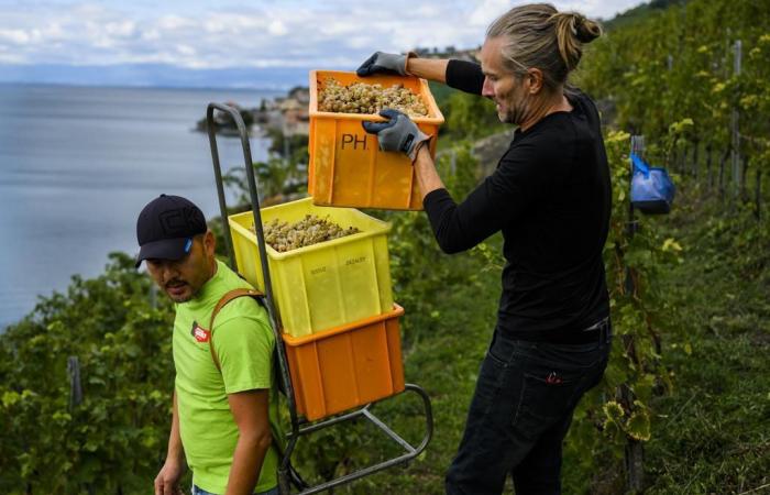 Vendemmia: produzione mondiale di vino ai minimi dal 1961