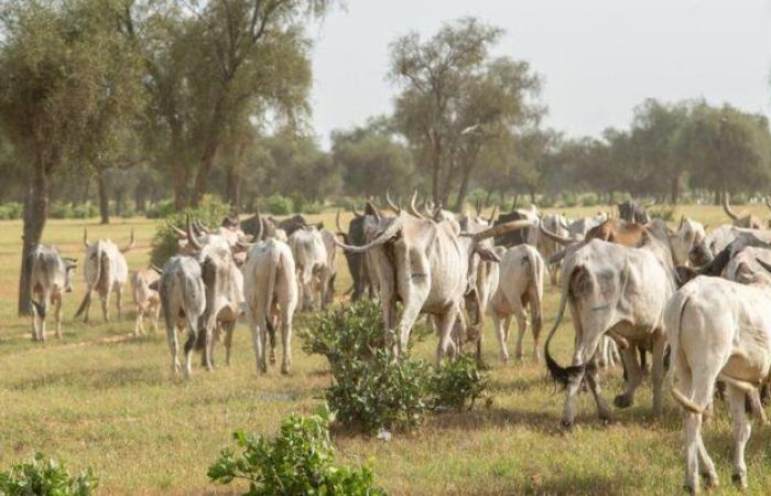 COP16 sulla desertificazione: agroecologia e pastorizia per combattere il degrado del territorio