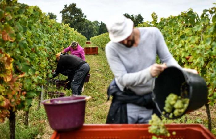 Economia. La produzione mondiale di vino è ai livelli più bassi da oltre 60 anni