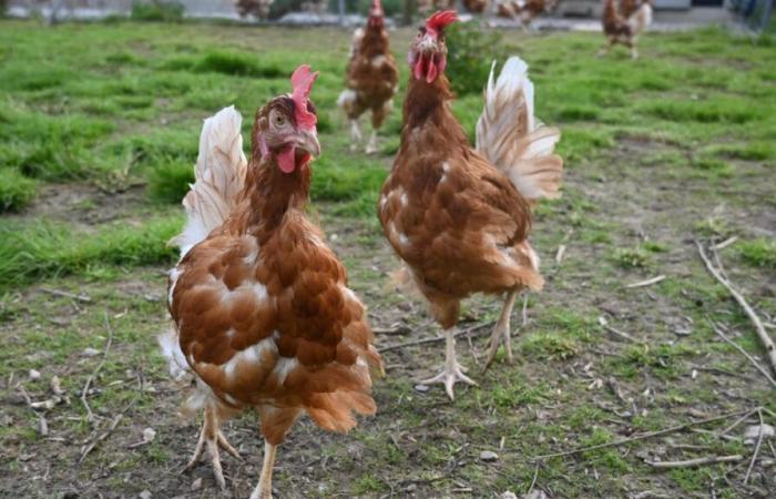 L’Oms chiede di rafforzare la sorveglianza contro l’influenza aviaria