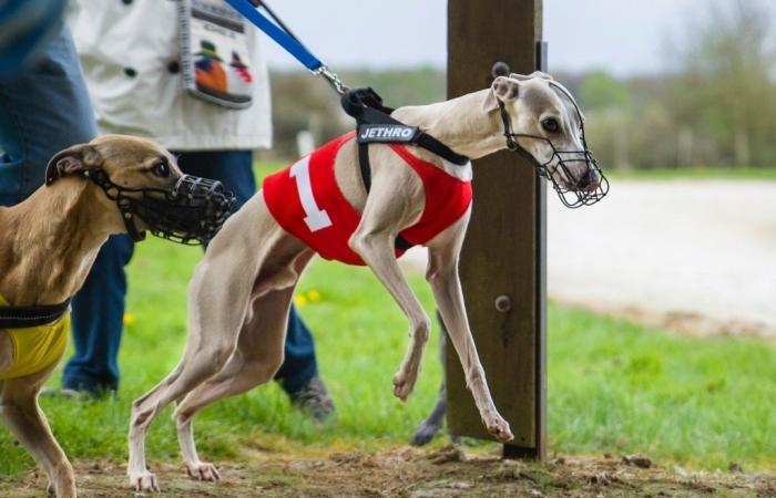 scopri l'ultima pista canina del Vaucluse, una mostra canina unica