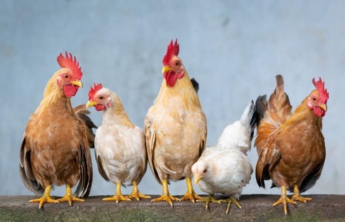 In Europa, il tacchino sa di pollo