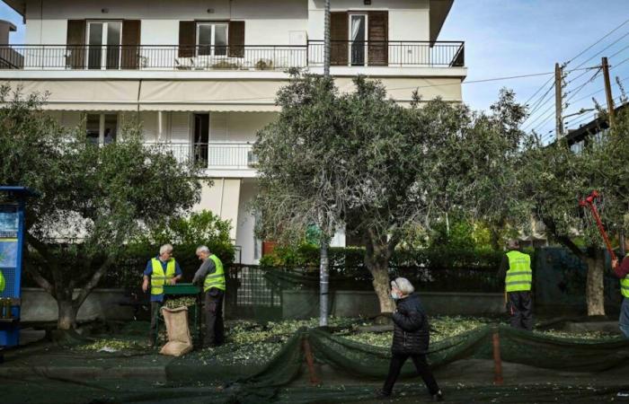 Atene: è in pieno svolgimento la raccolta delle olive sui marciapiedi