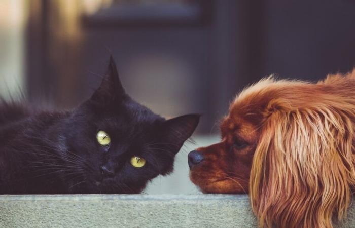 Scoperte palline avvelenate in una cittadina del nord, uccisi diversi cani e gatti